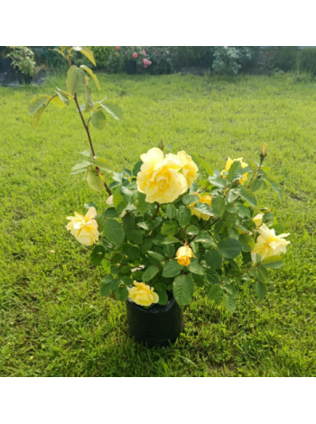 Саженцы плетистой розы Casino