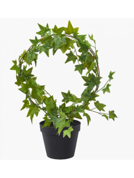 Декоративное растение плющ в горшке 