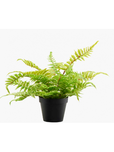 Декоративное растение папоротник в горшке 10 см