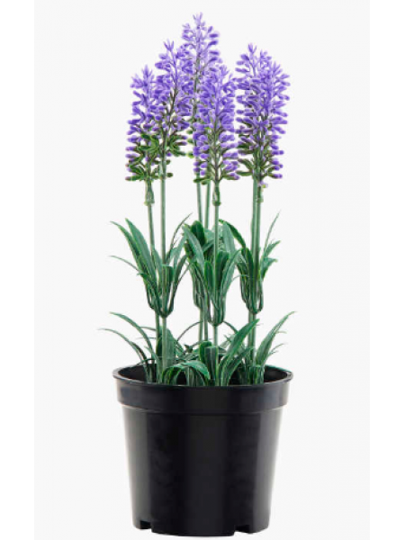 Декоративное растение в горшке лаванда 27см