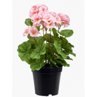 Декоративное растение в пластиковом горшке 35 см розовая пеларгония 