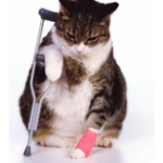 Здоровье кошек